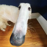 longfacedogheader