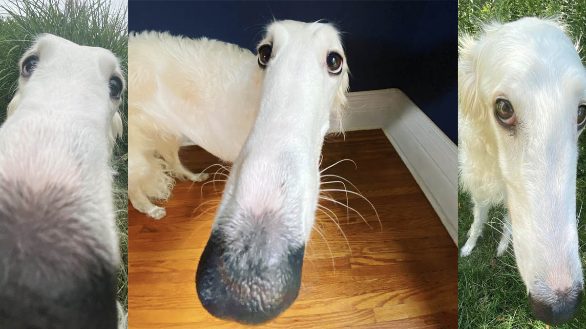 longfacedogheader